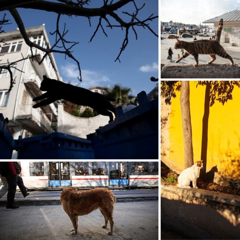 Nihal Gündüz’ün objektifinden sokak canları
